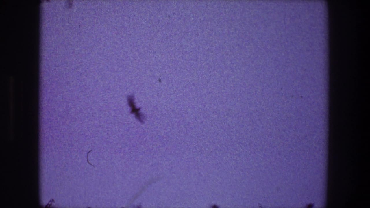 Small dark bird silhouette against a grainy purple-blue sky with film gate edges.