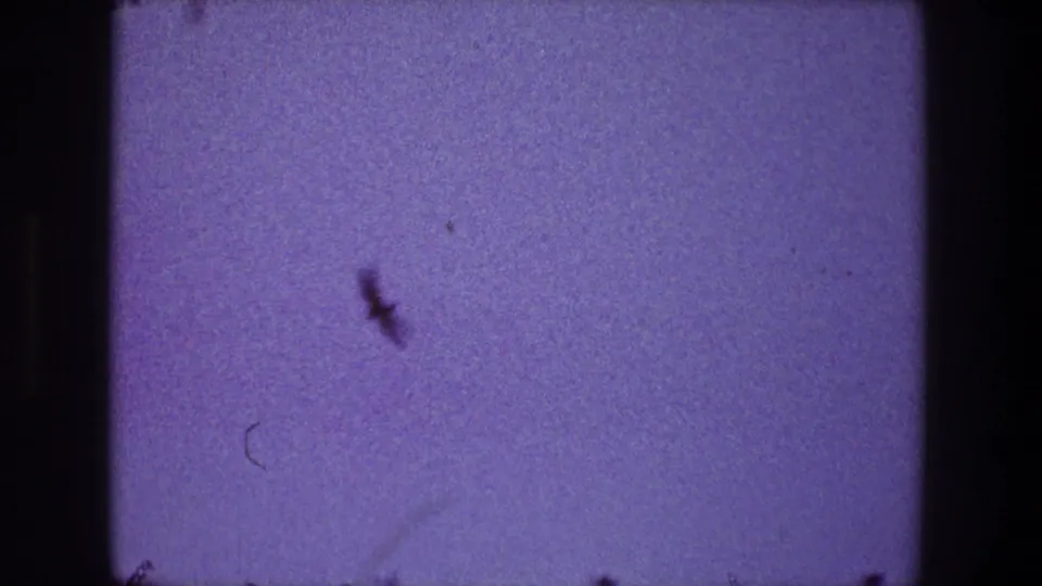 1968 Toledo 8mm frame showing a small bird silhouette in a purple-blue sky, with visible grain, dust, scratches, and dark gate borders.
