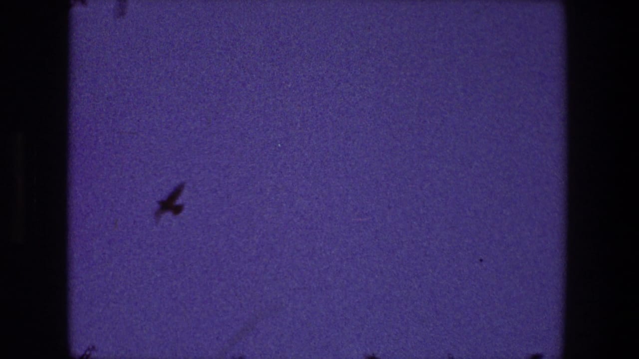Bird silhouette higher in a purple sky with dark film borders and speckling.