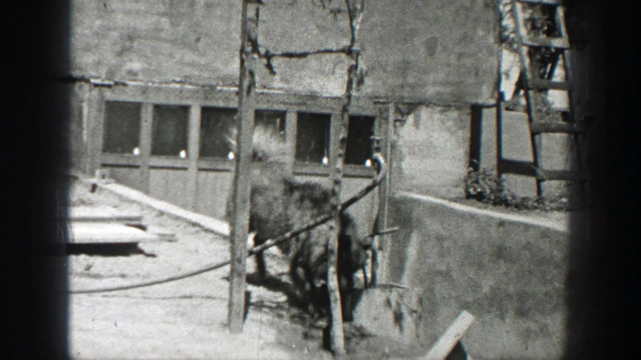 A ladder leans beside a stucco building, with a dog near a low wall and window openings.