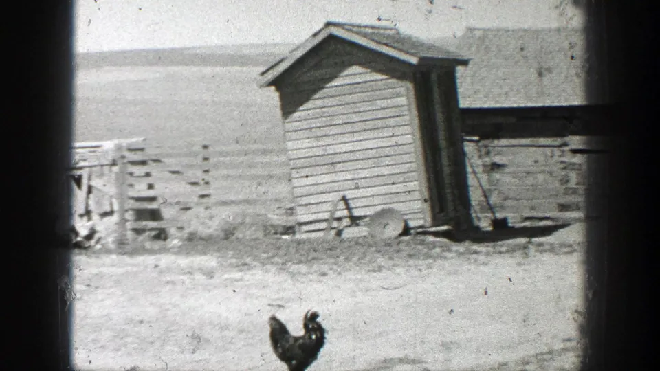 Black hen in the foreground of a bright rural California farmyard with a wooden shed and fencing.