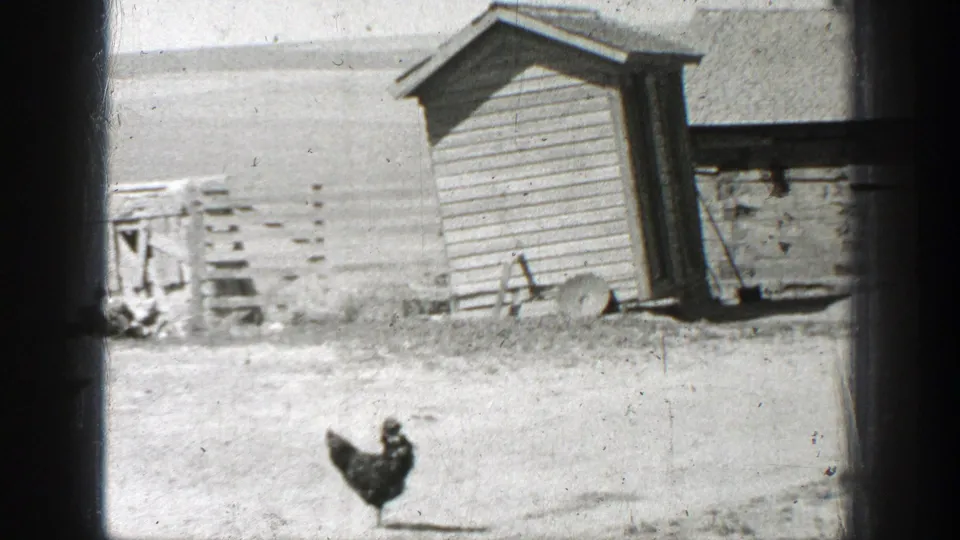 1937 rural California frame showing a black hen near a simple wooden shed and scattered farm materials.