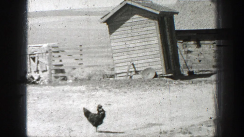 Black hen walking across a bright farmyard in 1937 California 8mm footage, with a wooden shed behind it.