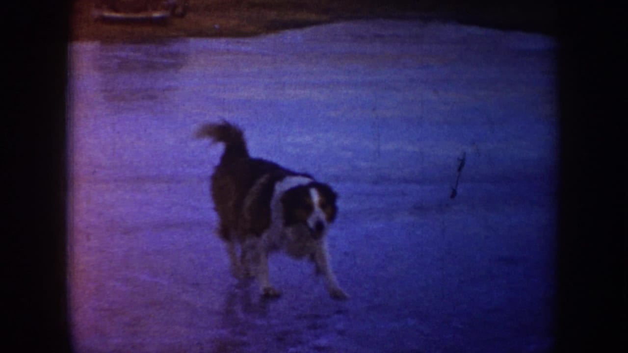 In 1953 North Dakota home-movie footage, a dog stands on a blue-toned frozen surface during an outdoor winter scene.