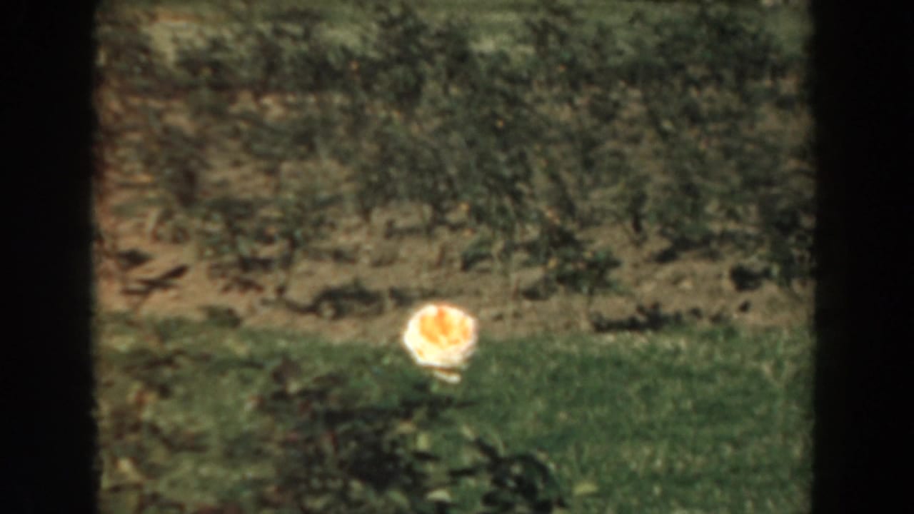 Small bright flower or object on grass near a soil bed.