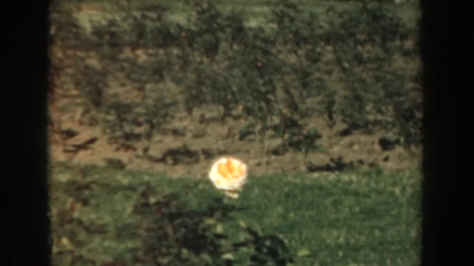 A small bright flower or object sits on grass beside a soil bed in a softly focused 8mm garden view.