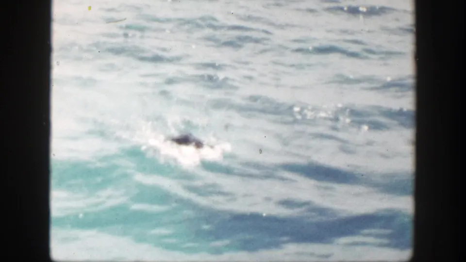Close 8mm view of blue-green water with a small dark surfacing form and white splash, with identity and object type uncertain.