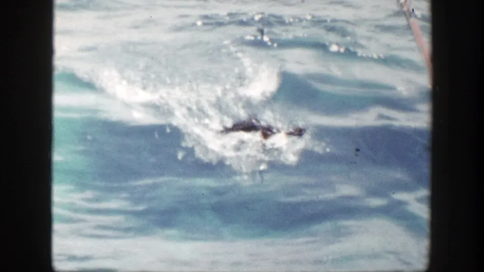 1948 New York 8mm frame showing a hooked fish thrashing near the boat, throwing white spray across blue water.