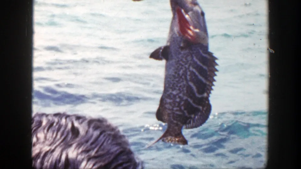 A dark, speckled fish hangs above rippling water beside the boat in a 1948 New York home-movie fishing scene.
