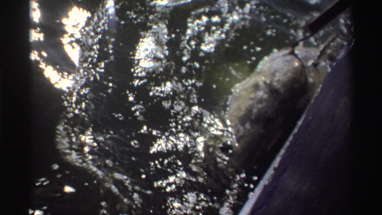 In 1969 Nigeria home-movie footage, a hooked grey fish thrashes near the water surface beside a boat or dock edge.