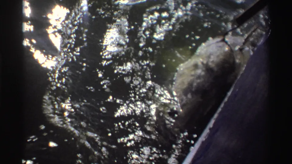 In 1969 Nigeria home-movie footage, a hooked grey fish thrashes near the water surface beside a boat or dock edge.