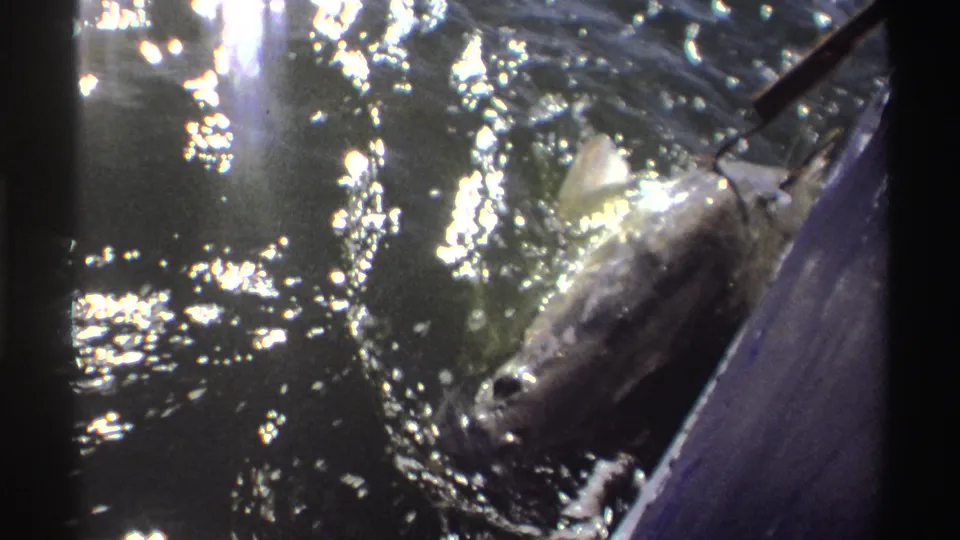 The hooked fish remains partly submerged in sunlit water, close to a purple-blue boat or dock edge in the 1969 Nigeria footage.