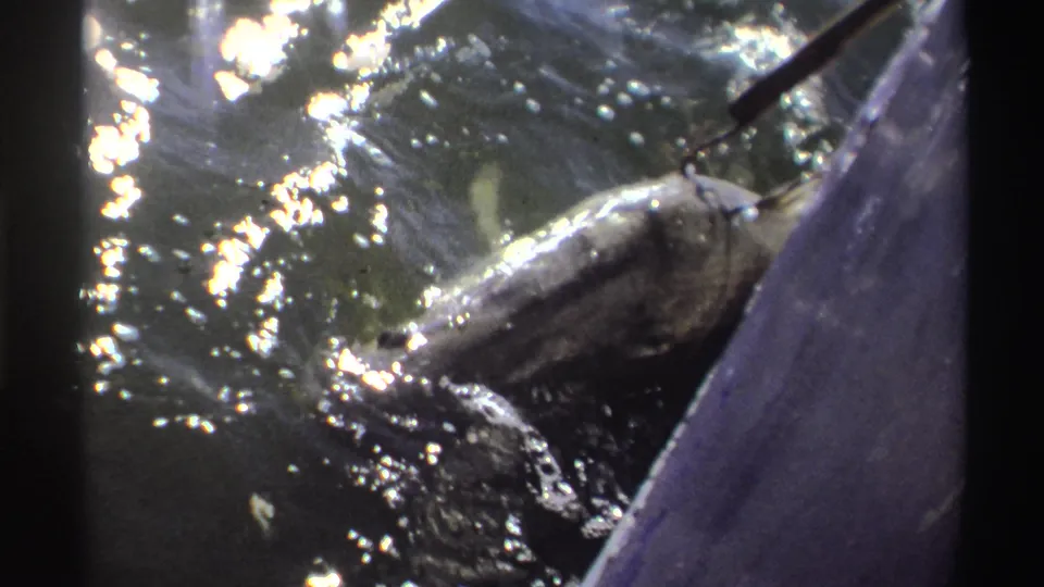 Near the end of the clip, the hooked fish is partly sideways at the surface beside the edge, surrounded by ripples and sunlight.