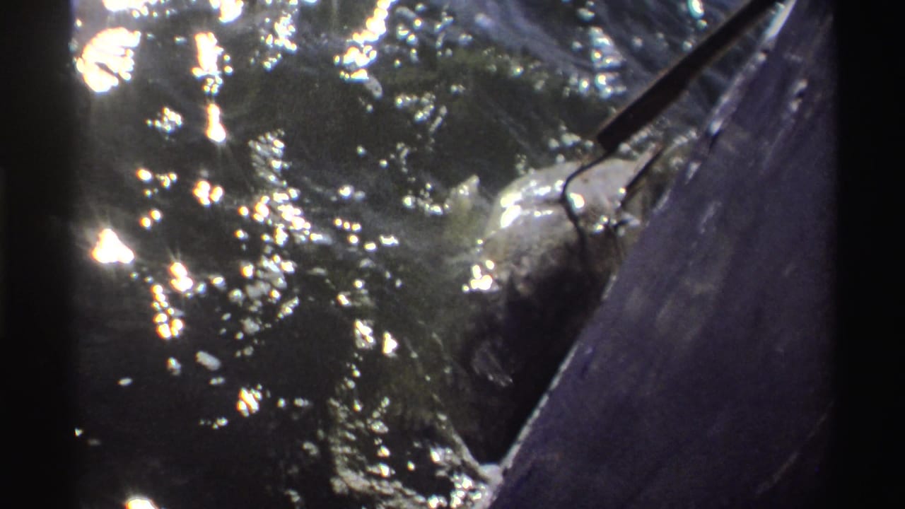 Large fish thrashing beside a boat in sunlit water.
