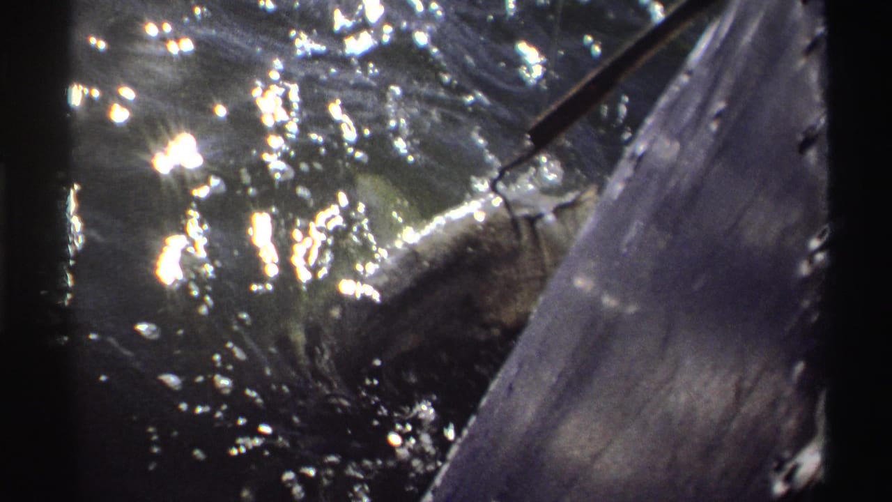 Fish near the boat side with rippling water and a dark boat edge.