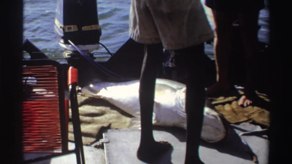 A person stands over the large fish on the boat deck, with an outboard motor, water, sandals, and equipment visible in the 1969 Nigeria footage.