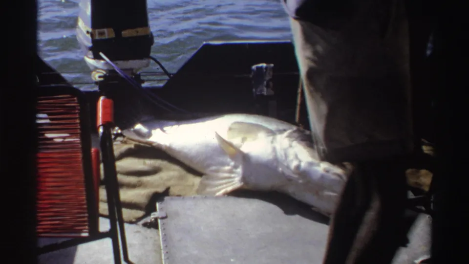 1969 Nigeria home-movie frame of a large silvery fish on a motorboat deck, with adults partly visible around it.