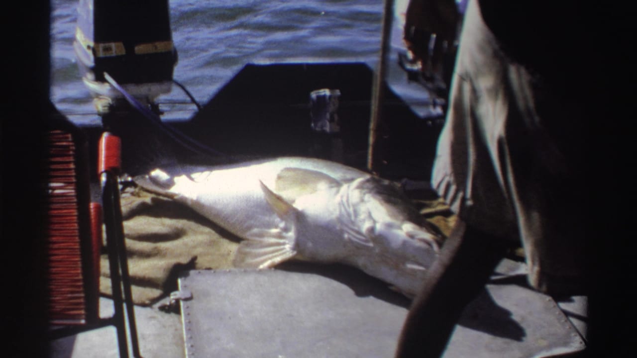 1969 Nigeria 8mm frame showing a large silver fish on a motorboat deck, with water behind and a person standing nearby.
