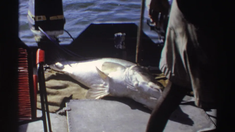 1969 Nigeria 8mm frame showing a large silver fish on a motorboat deck, with water behind and a person standing nearby.