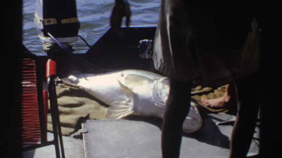 1969 Nigeria home-movie frame with a large fish on the deck, water beyond the boat, and a standing figure partly blocking the view.