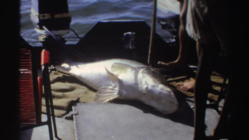 1969 Nigeria 8mm frame showing the fish stretched across the deck, framed by standing legs, water, and motorboat equipment.