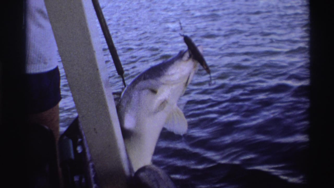 Large grey and white fish being lifted beside a boat over dark water.