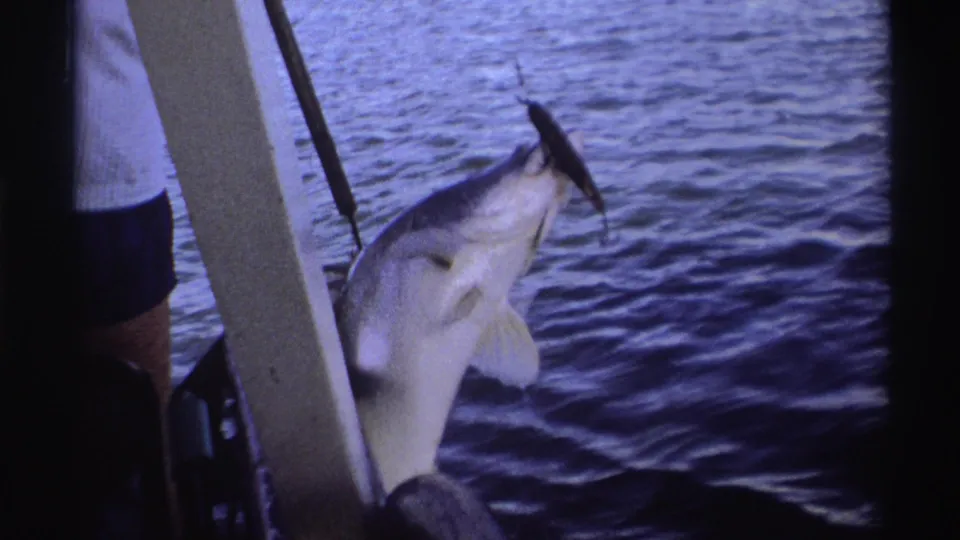 1969 Nigeria home-movie frame showing a hooked large grey and white fish being raised near a boat over calm water.