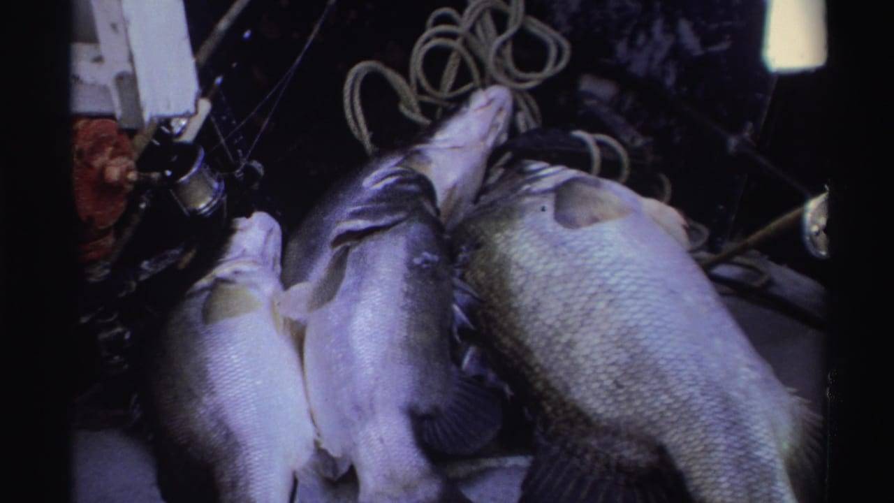 In Nigeria, 1969, several freshly caught fish lie on a dark surface near fishing gear and coiled rope aboard the boat.
