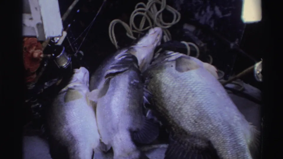 In Nigeria, 1969, several freshly caught fish lie on a dark surface near fishing gear and coiled rope aboard the boat.