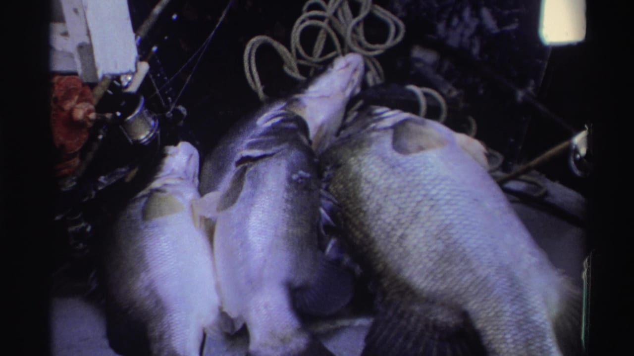 1969 Nigerian 8mm frame showing four freshly caught fish beside coiled rope and fishing tackle on a dark boat-like surface.