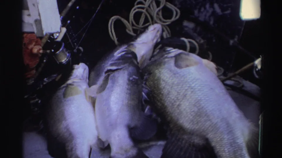 1969 Nigerian 8mm frame showing four freshly caught fish beside coiled rope and fishing tackle on a dark boat-like surface.