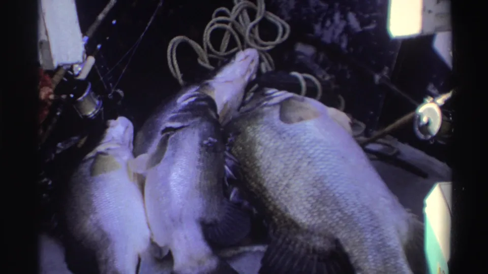 Close 1969 Nigeria 8mm view of freshly caught fish beside rope, a reel, and a bright float or lure near the edge of the frame.