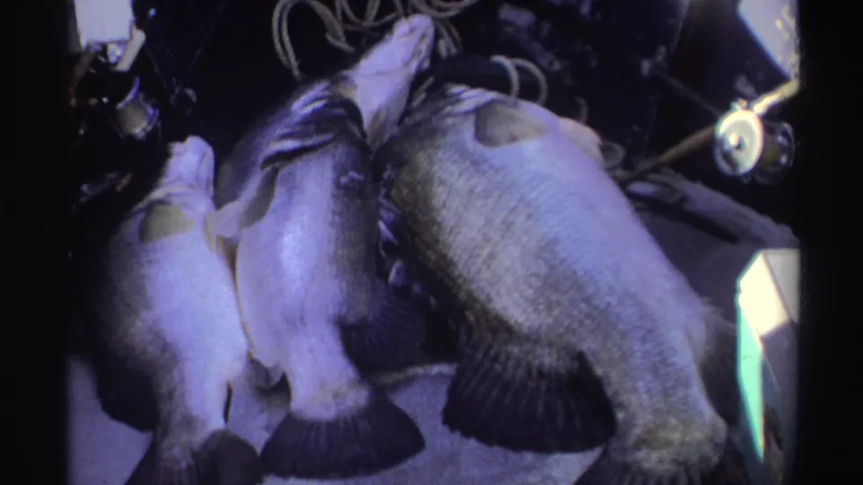 1969 Nigerian 8mm frame showing the fish from a slightly shifted angle, with fins, scales, rope, tackle, and a bright float visible.