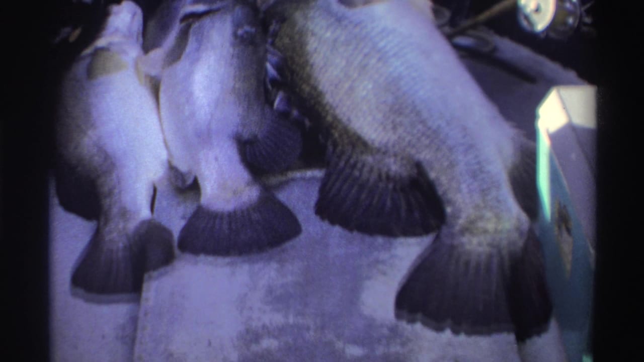 Large fish lying on a boat in dim blue-purple light.