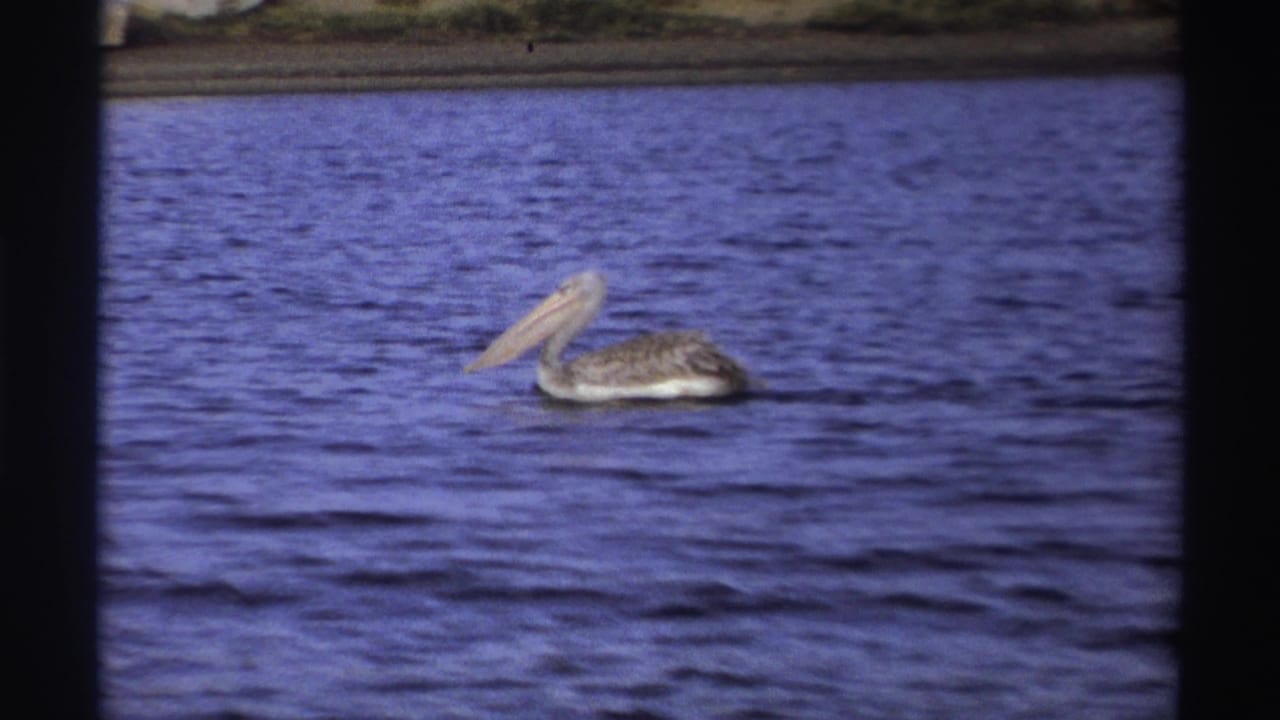 1969 Nigeria 8mm frame showing a pelican gliding on blue rippled lake water with shoreline in the background.