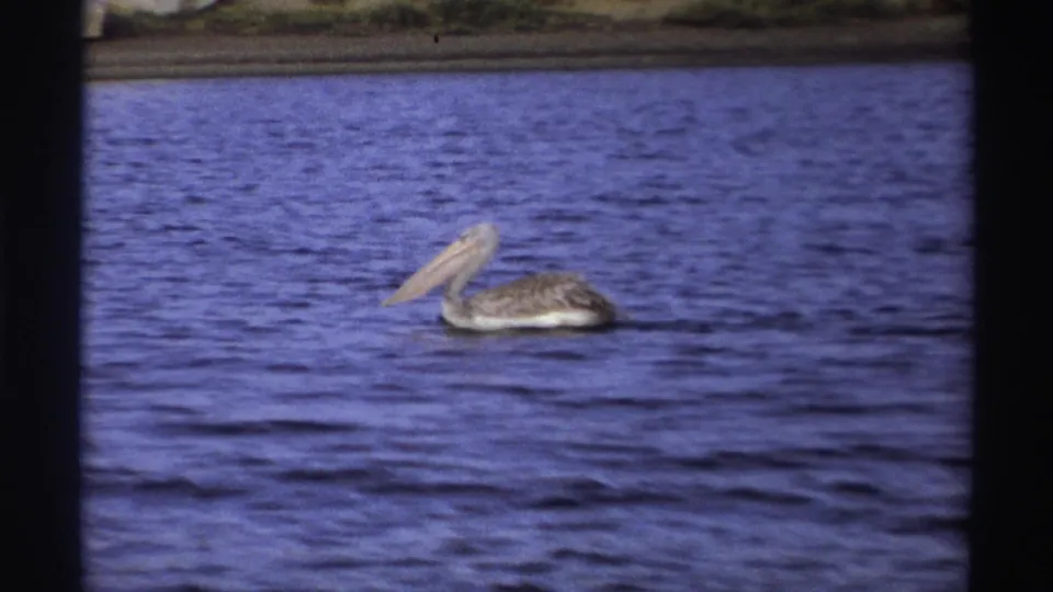 1969 Nigeria 8mm frame showing a pelican gliding on blue rippled lake water with shoreline in the background.