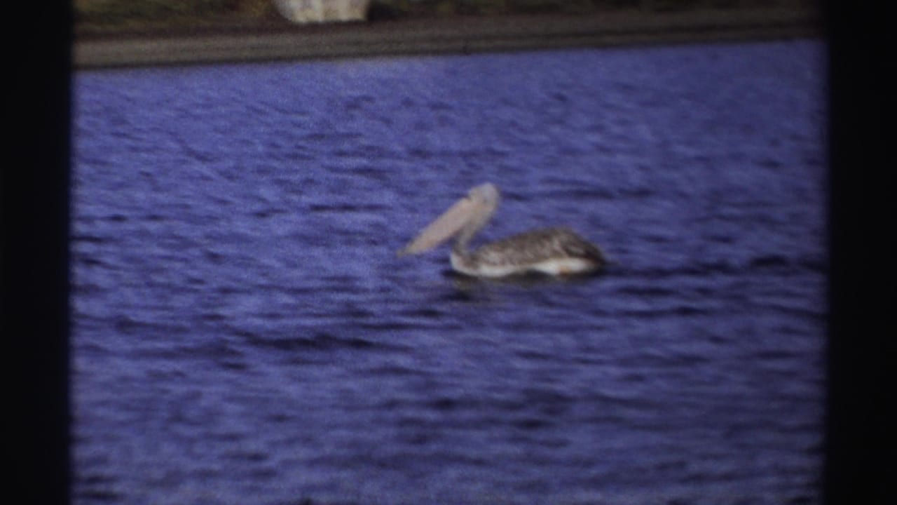 1969 Nigeria home-movie frame of a pelican floating on a lake, framed by visible 8mm gate edges.