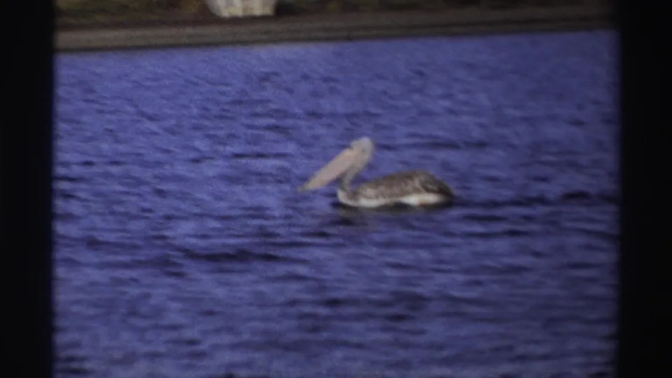 1969 Nigeria home-movie frame of a pelican floating on a lake, framed by visible 8mm gate edges.