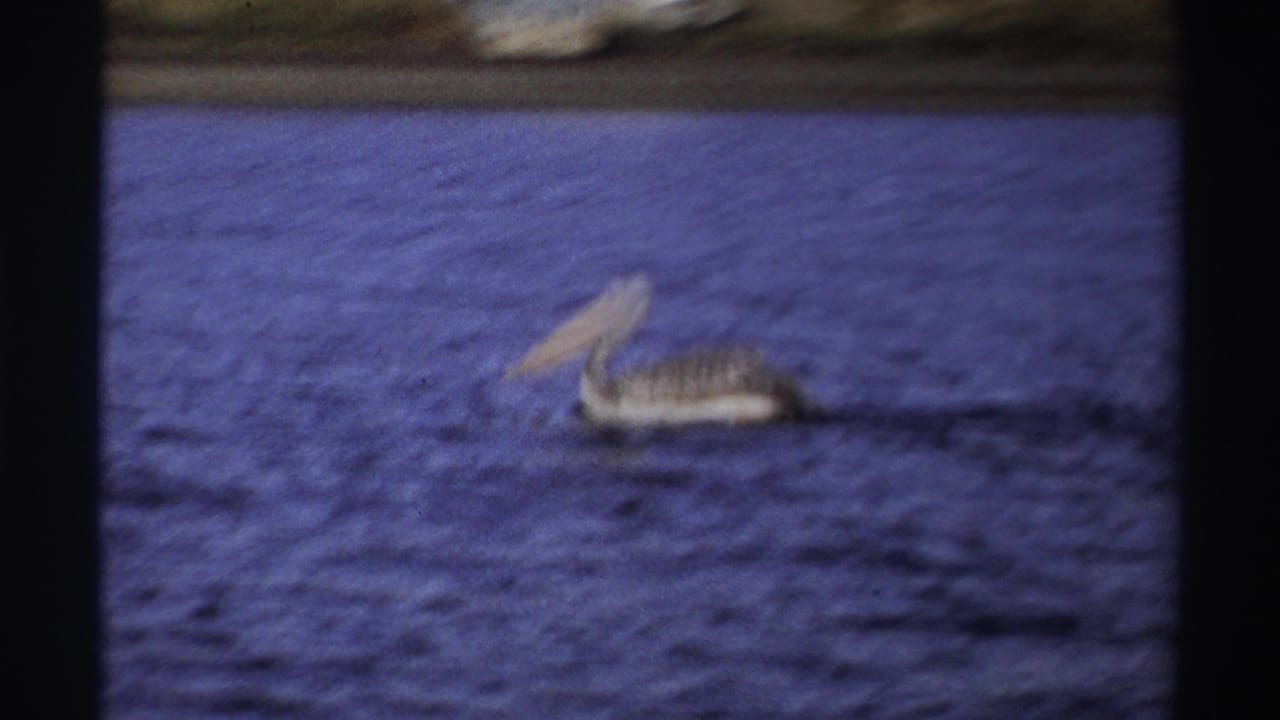 1969 Nigeria 8mm frame showing a grey pelican moving across blue water, with soft focus, grain, and dark frame edges.