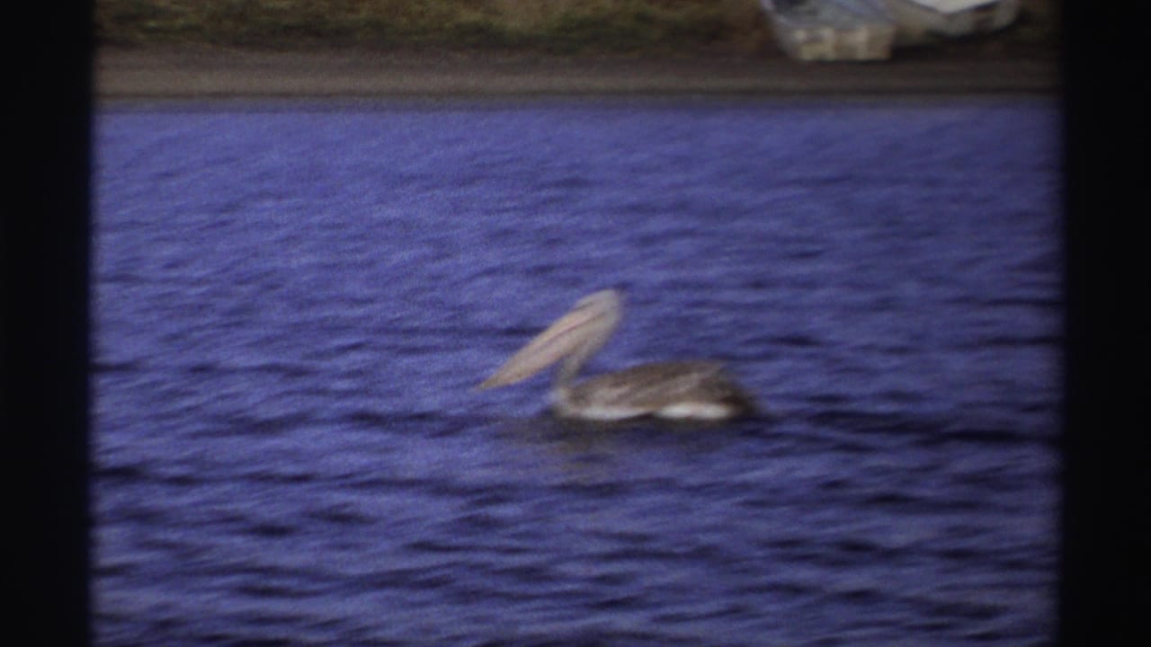 1969 Nigeria 8mm frame of a grey pelican swimming on blue water, with a faint shoreline or quay in the background.
