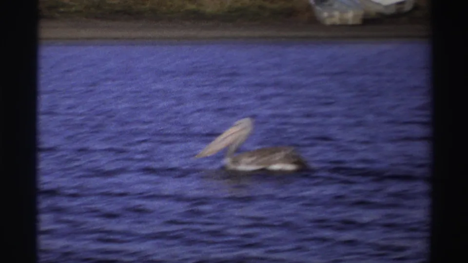1969 Nigeria 8mm frame of a grey pelican swimming on blue water, with a faint shoreline or quay in the background.