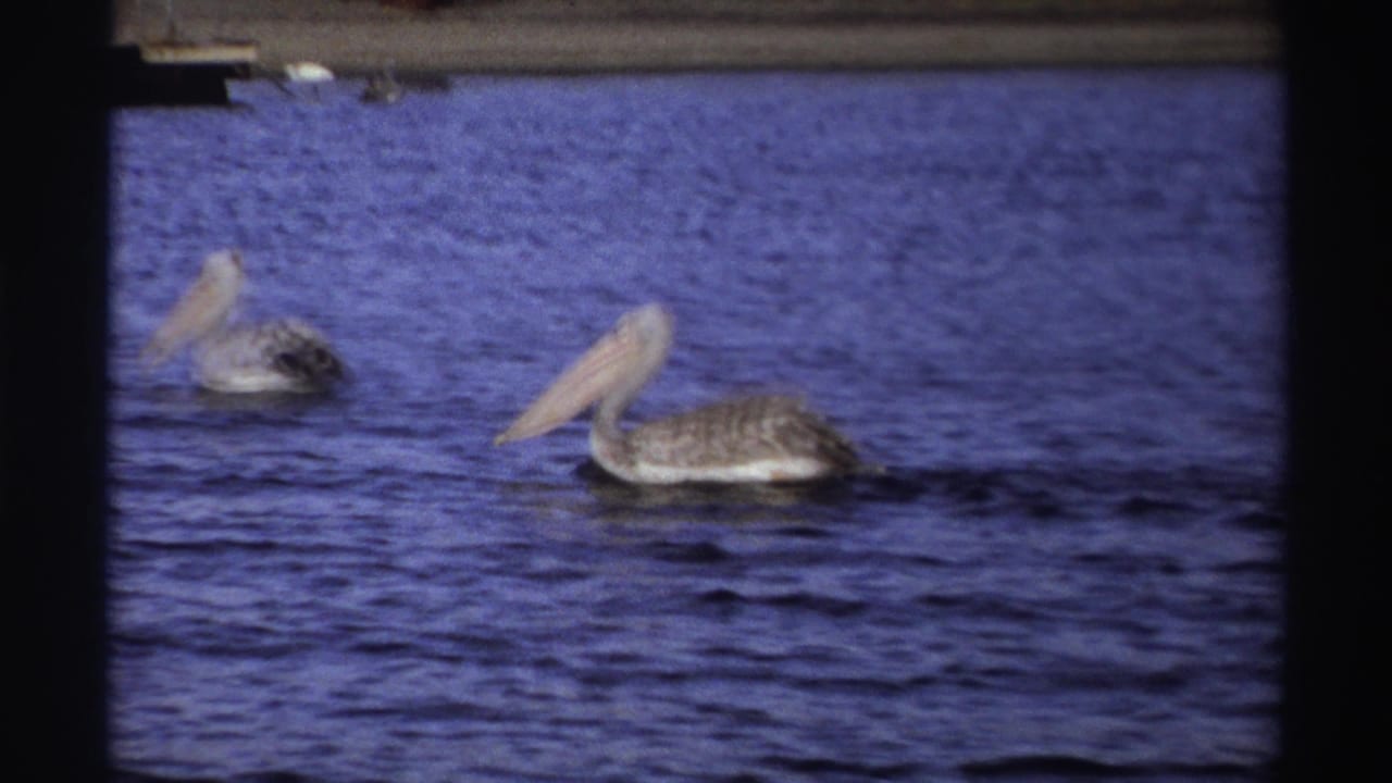 1969 Nigeria 8mm frame showing two grey pelicans on rippled blue water, with faint dock or shoreline shapes behind them.