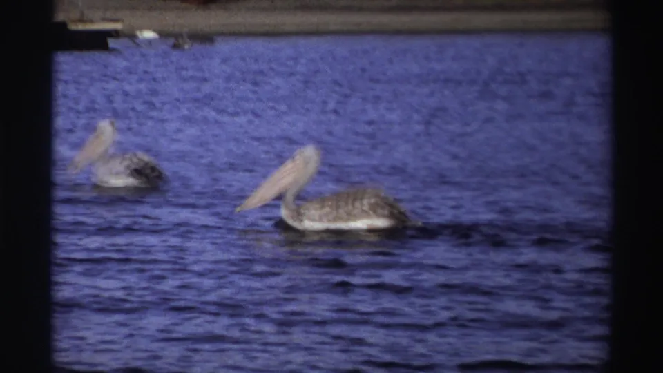1969 Nigeria 8mm frame showing two grey pelicans on rippled blue water, with faint dock or shoreline shapes behind them.