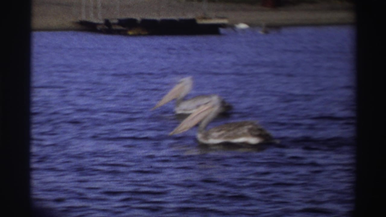 1969 Nigeria 8mm frame of two grey pelicans swimming close together on deep blue water, with soft grain and slight blur.