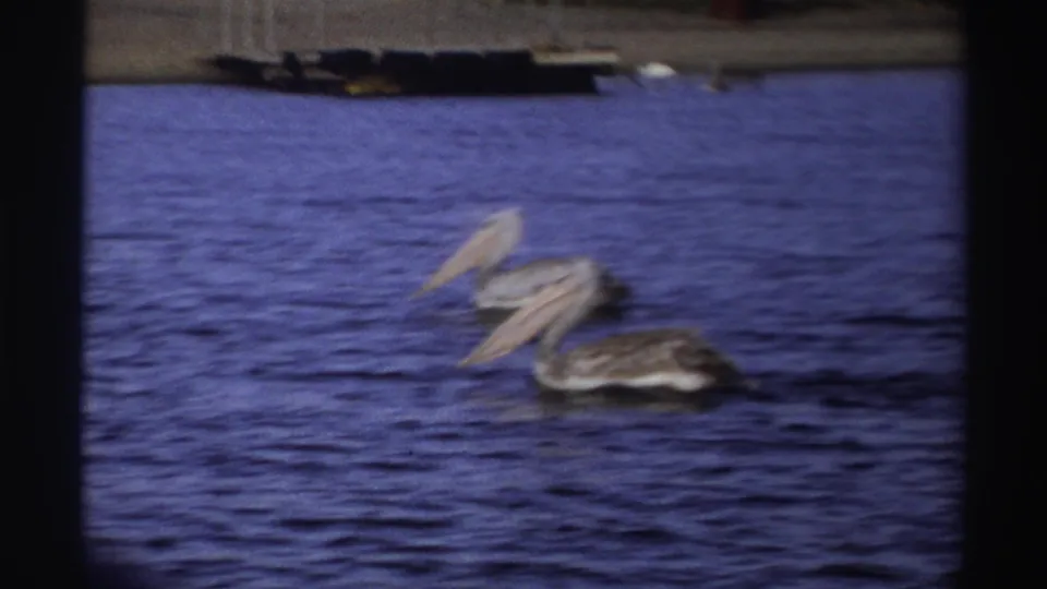 1969 Nigeria 8mm frame of two grey pelicans swimming close together on deep blue water, with soft grain and slight blur.