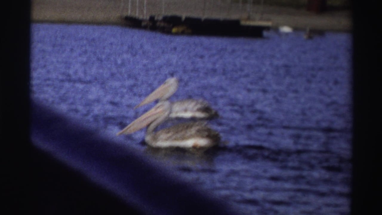 A pelican with a long pale beak floats on blue water in 1969 Nigeria home-movie footage, partly framed by dark scan borders.
