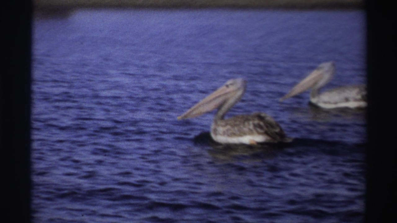 Two pelicans with long beaks move across calm blue water in the Nigeria 1969 Super 8 footage.