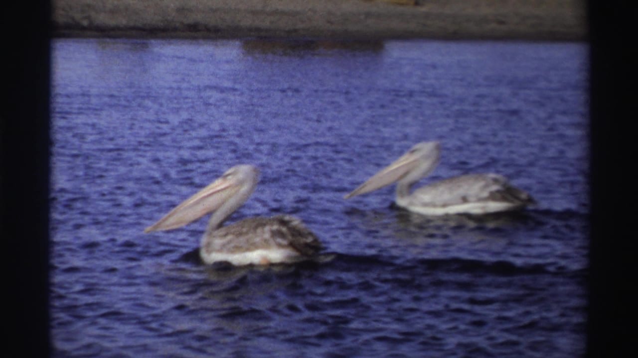 Two pelicans glide through blue water, with the nearer bird showing gray and white plumage in a vintage Nigeria home movie frame.