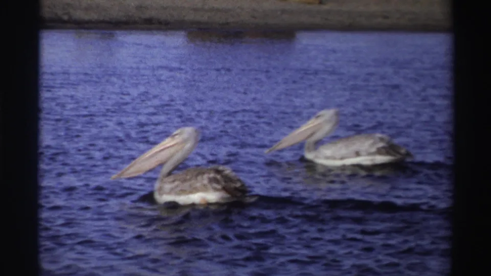 Two pelicans glide through blue water, with the nearer bird showing gray and white plumage in a vintage Nigeria home movie frame.