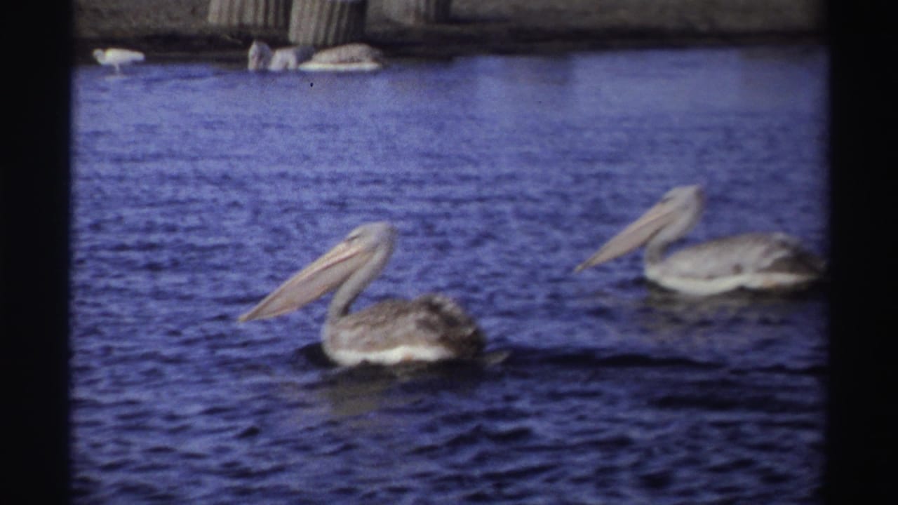 Two pelicans continue swimming apart on rippled blue water in the final sampled frame from the 1969 Nigeria clip.